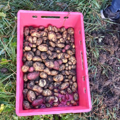 Kartoffelernte