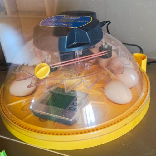 Brutstation