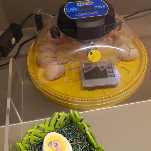 Brutstation