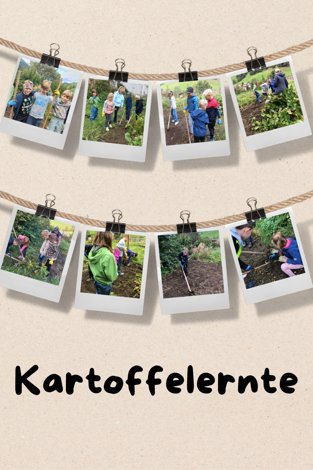 Kartoffelernte