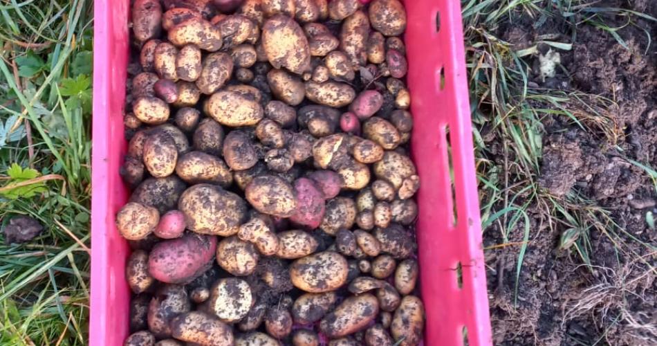 Kartoffelernte